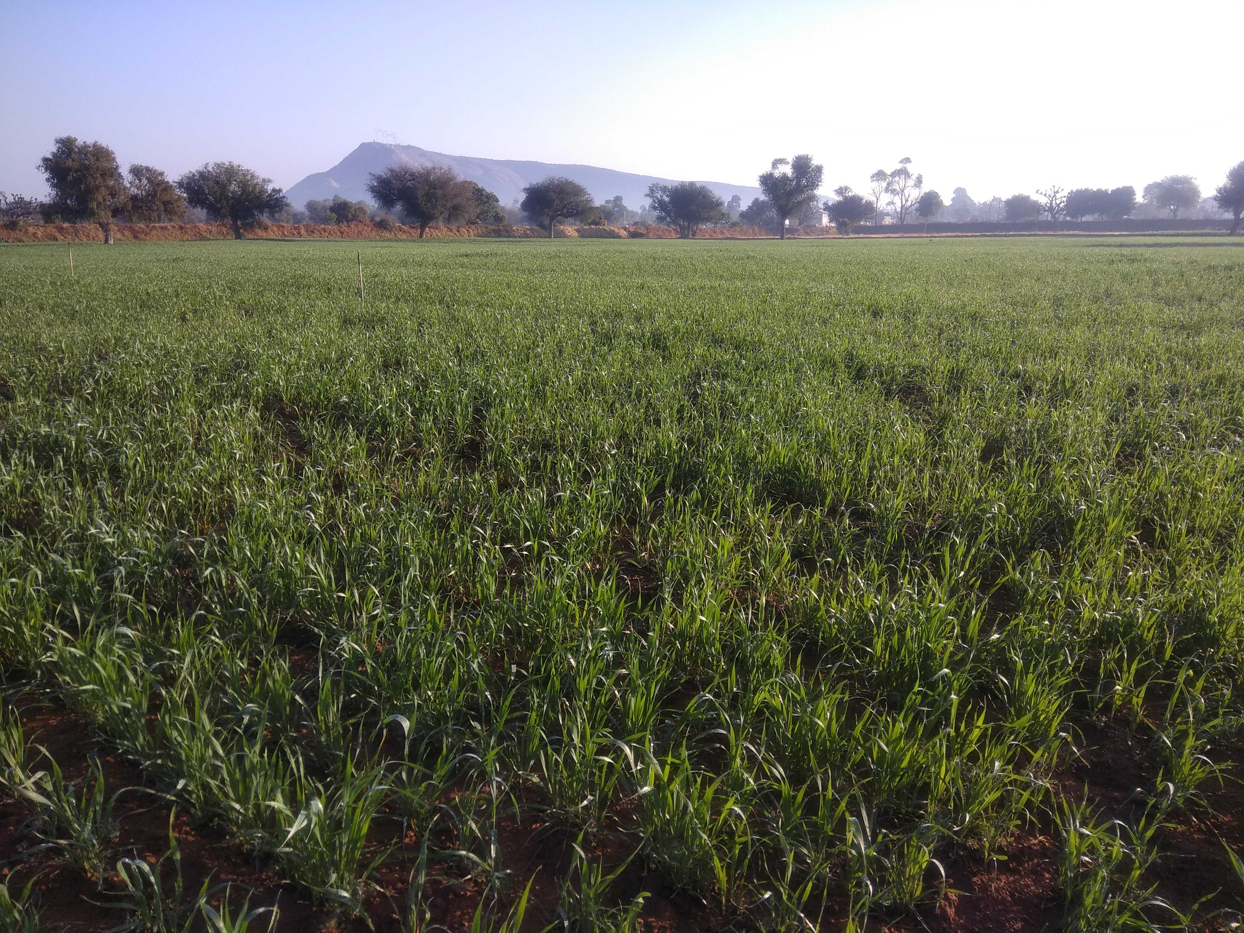 Anaj (अनाज)-Wheat (गेहूँ)