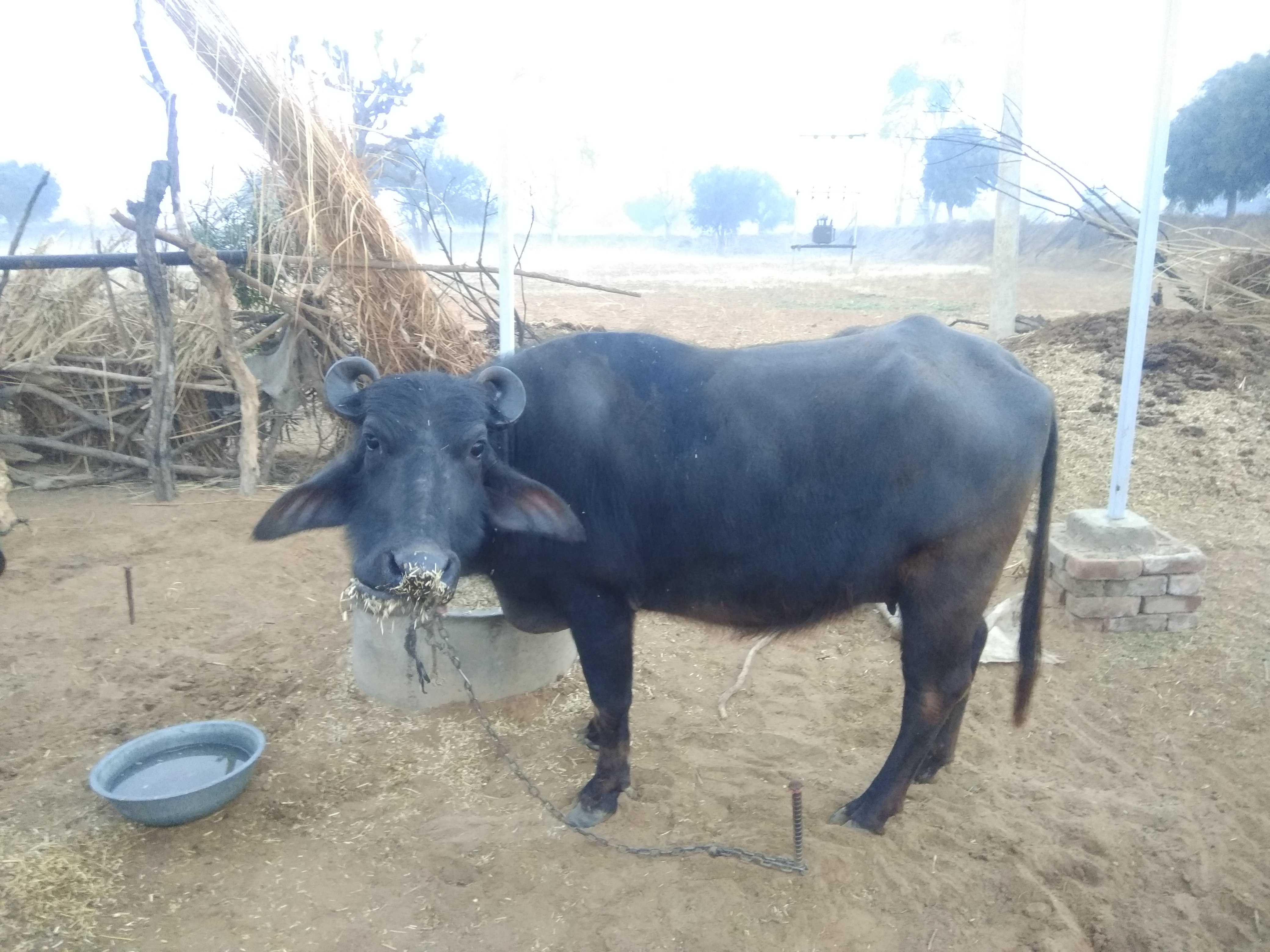 Domestic Animal (पालतु जानवर)-Buffalo (भैंस)