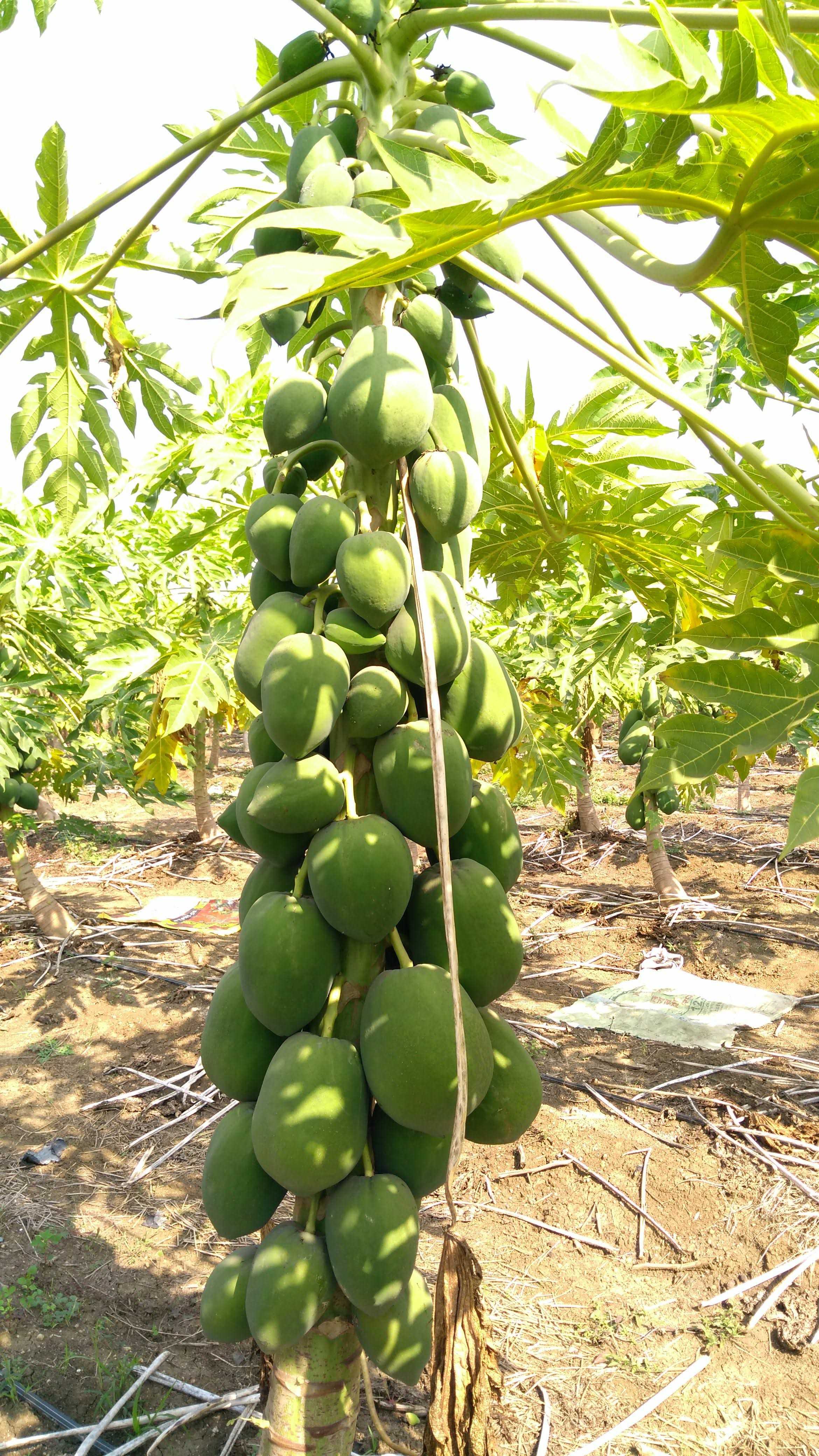 Fruts (फल)-Papaya (पपीता)