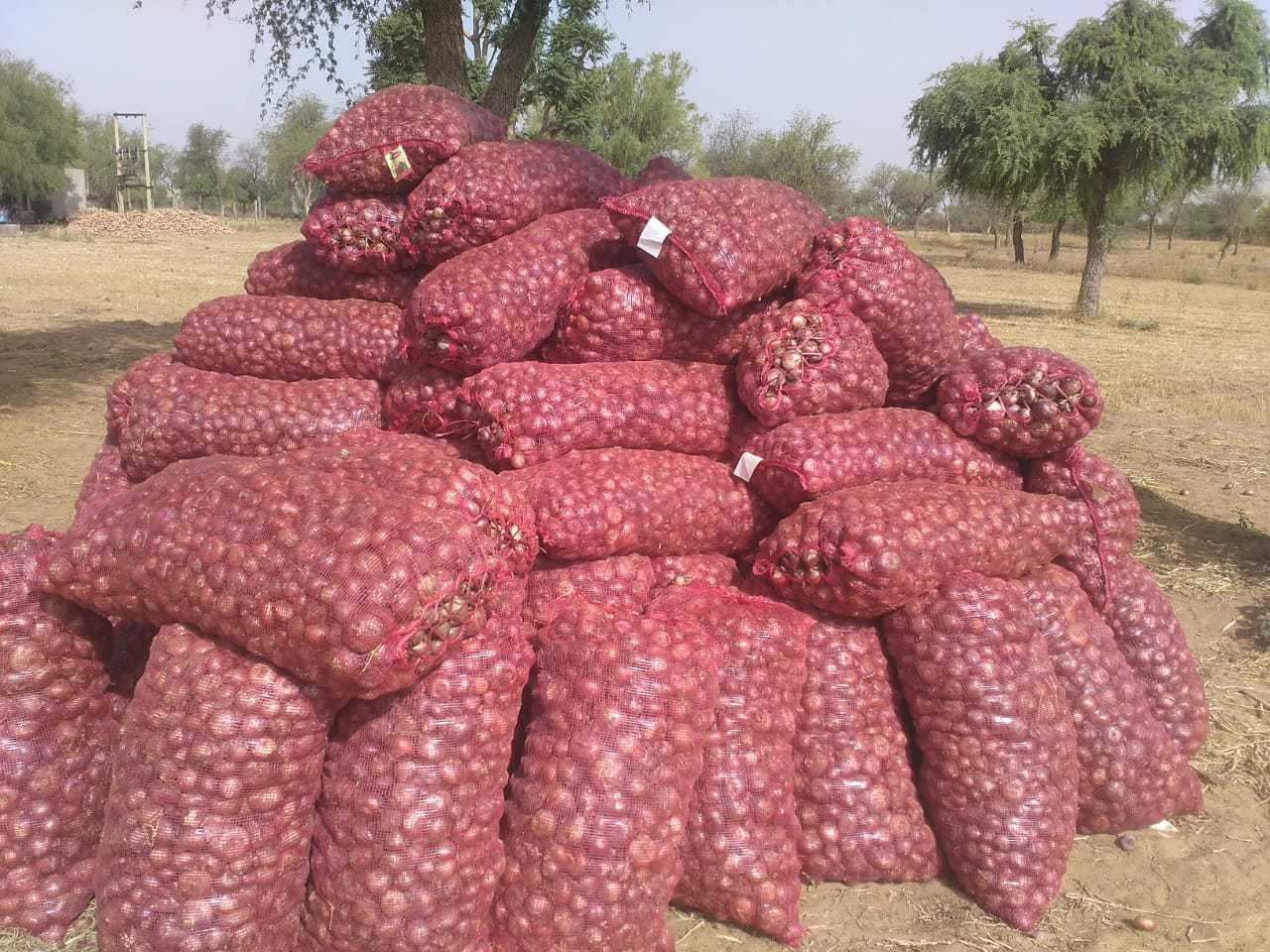 Vegetable (सब्जी)-Onion (प्याज)