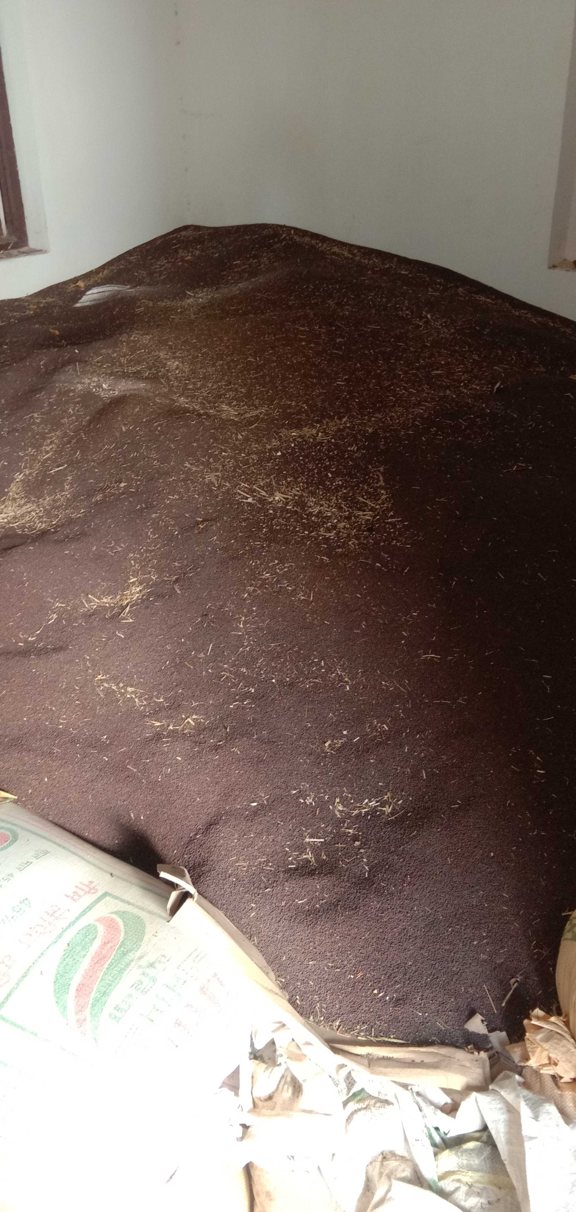 Oilseeds (तिलहन)-Black Mustard (काली सरसो)