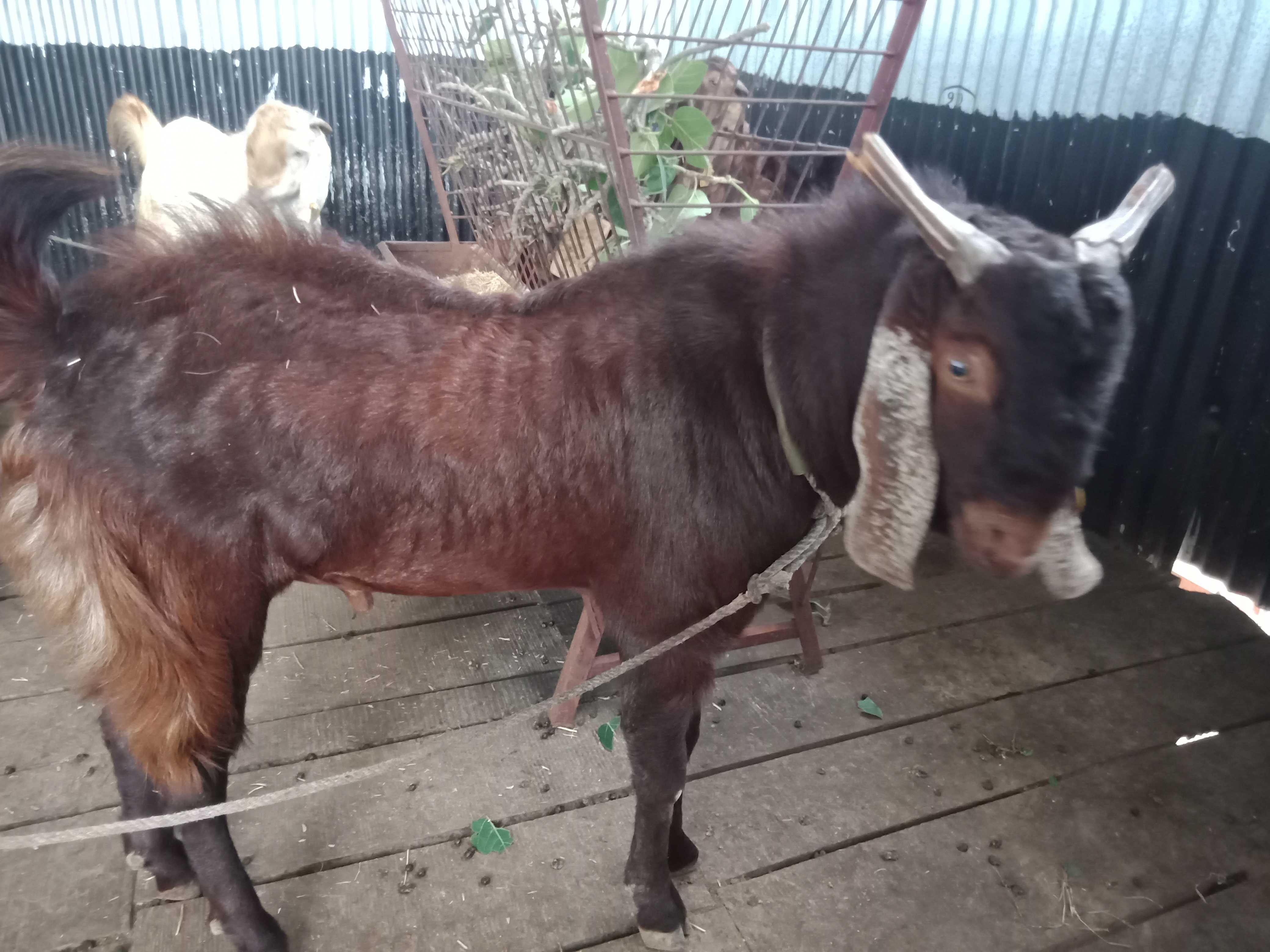 Domestic Animal (पालतु जानवर)-Billy Goat (बकरा)