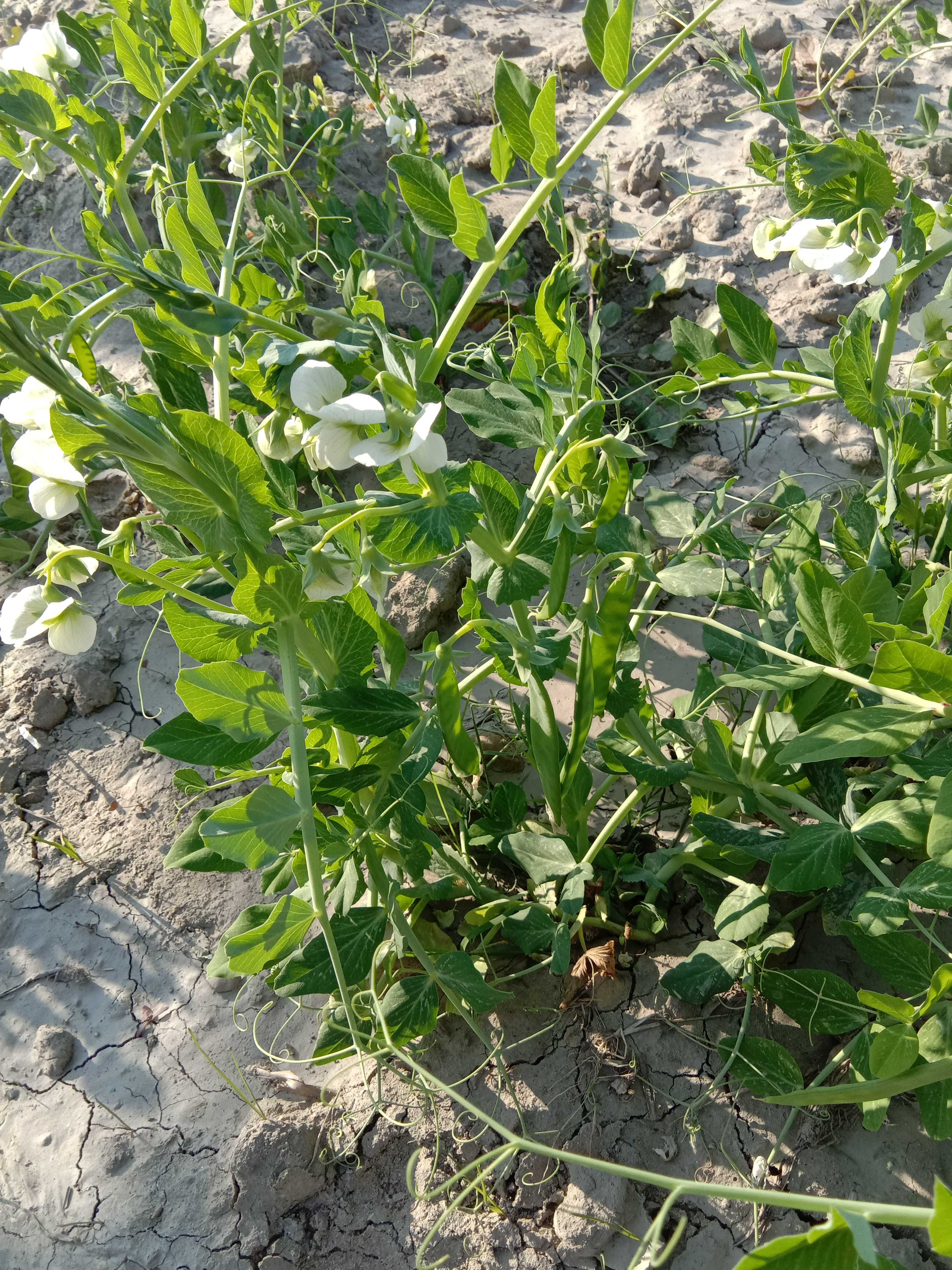 Pulses (दलहन)-Pea (मटर)