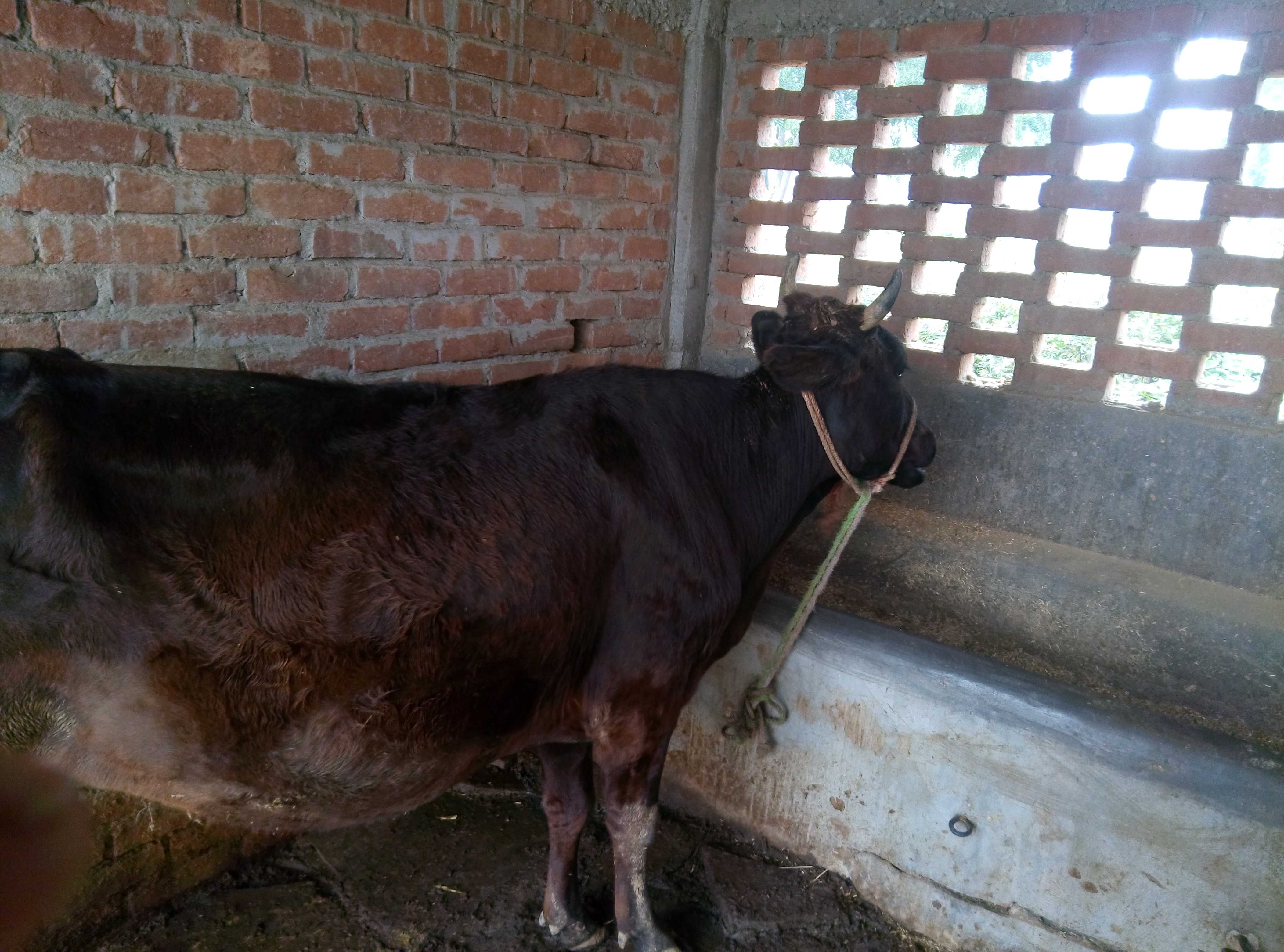 Domestic Animal (पालतु जानवर)-Cow (गाय)